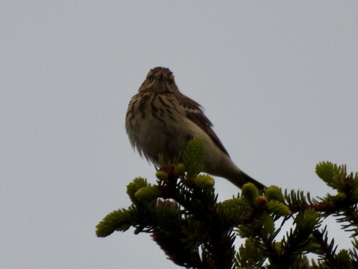 Tree Pipit - ML620437195