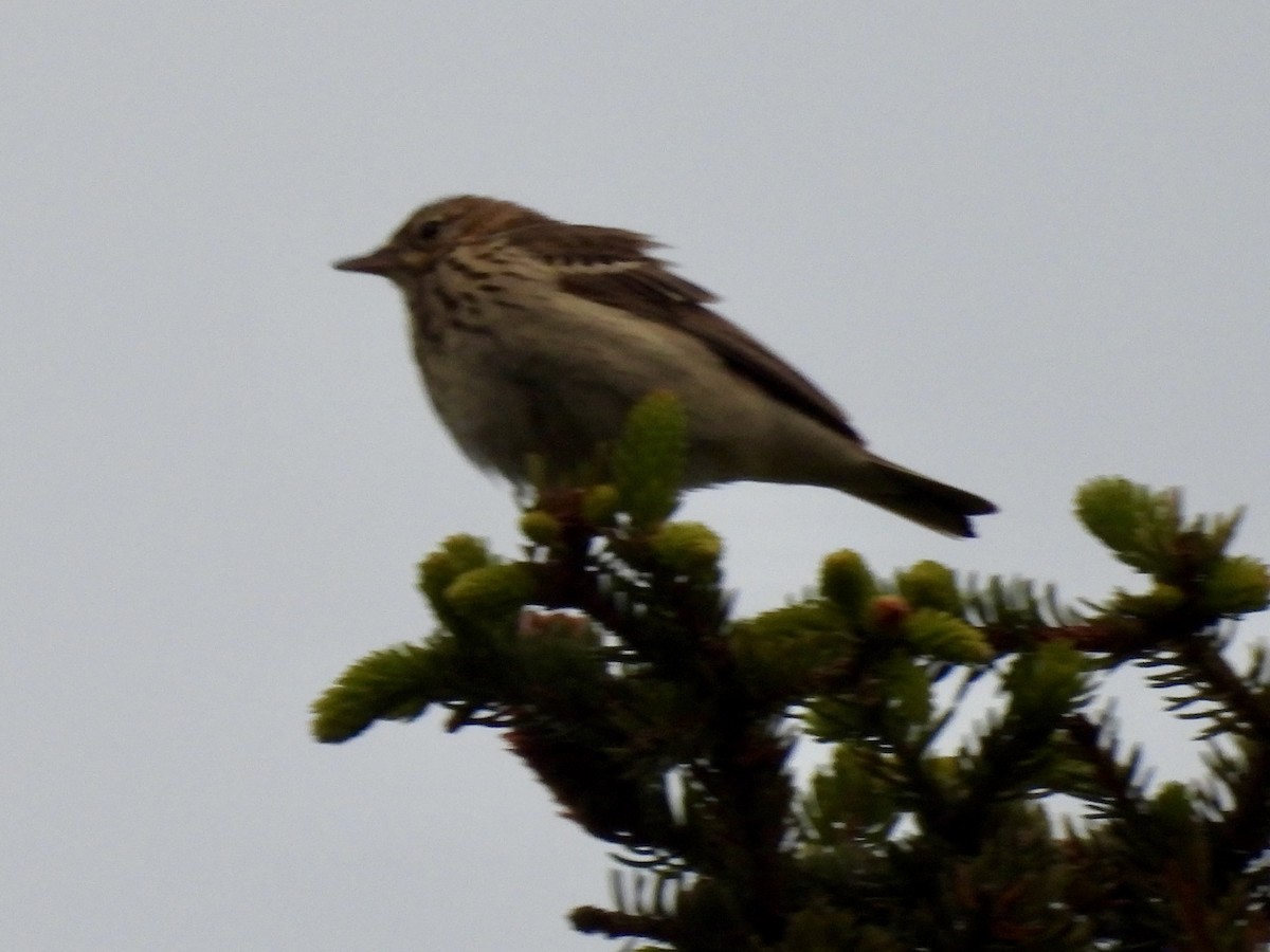 Tree Pipit - ML620437196