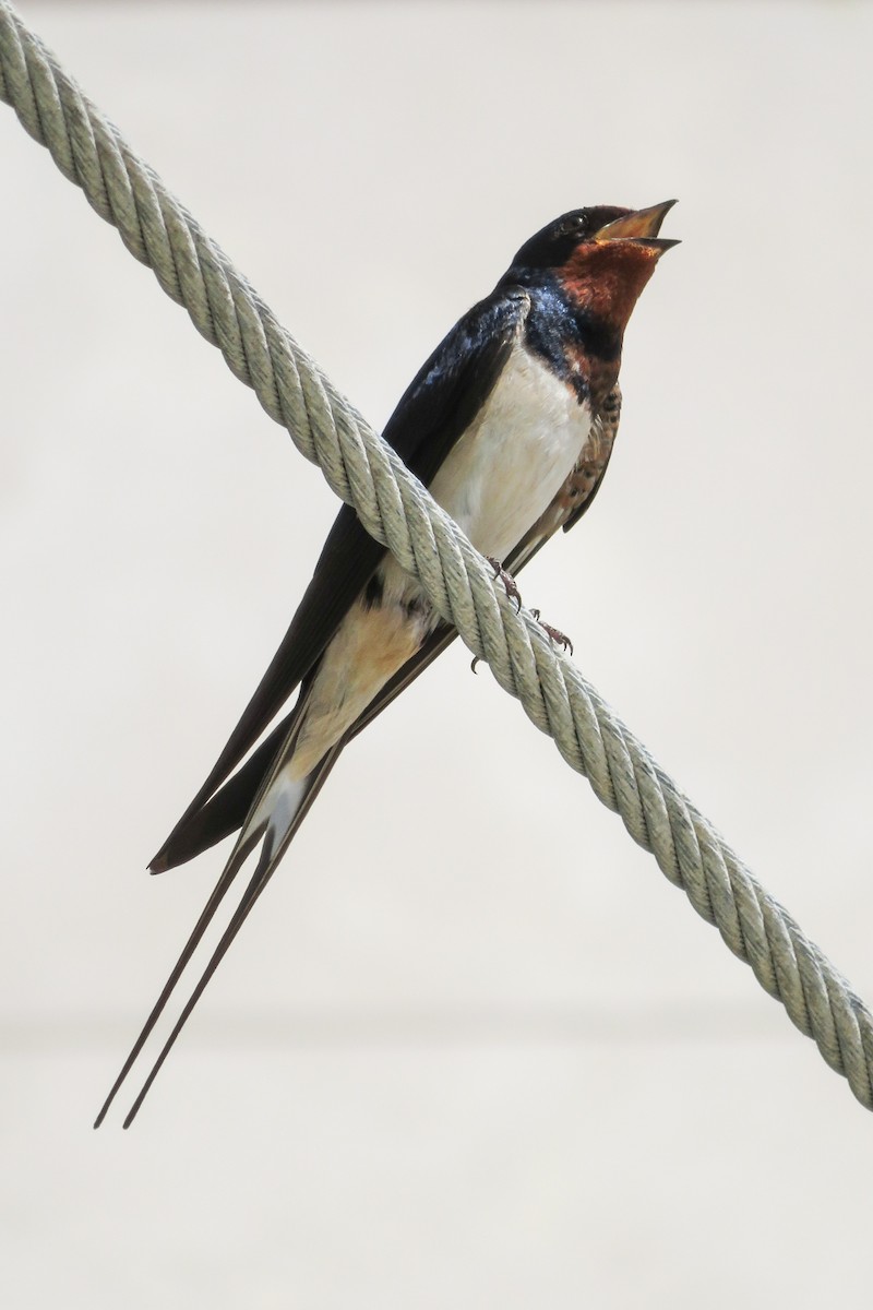 Barn Swallow - ML620437197