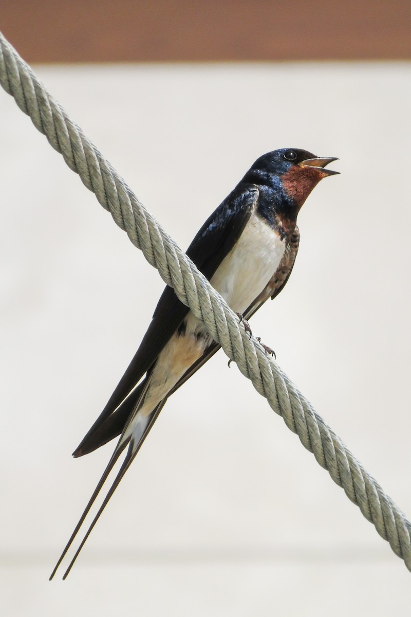 Barn Swallow - ML620437198