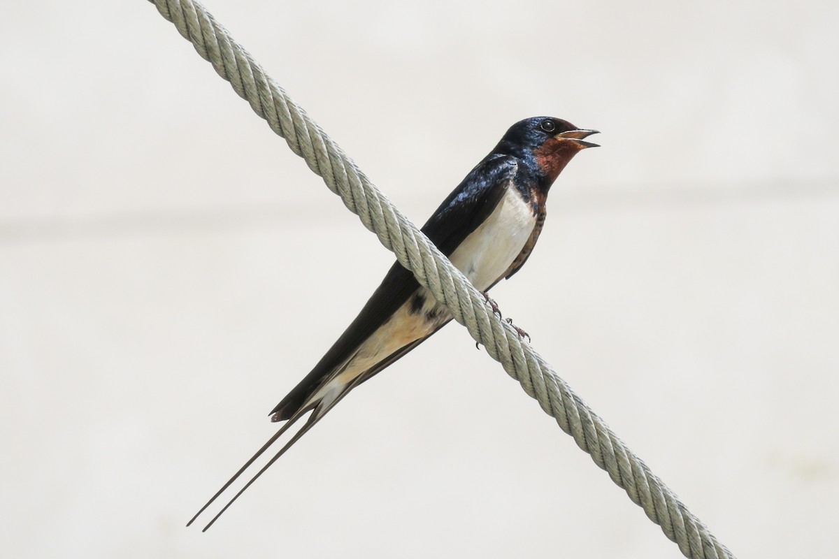 Barn Swallow - ML620437199