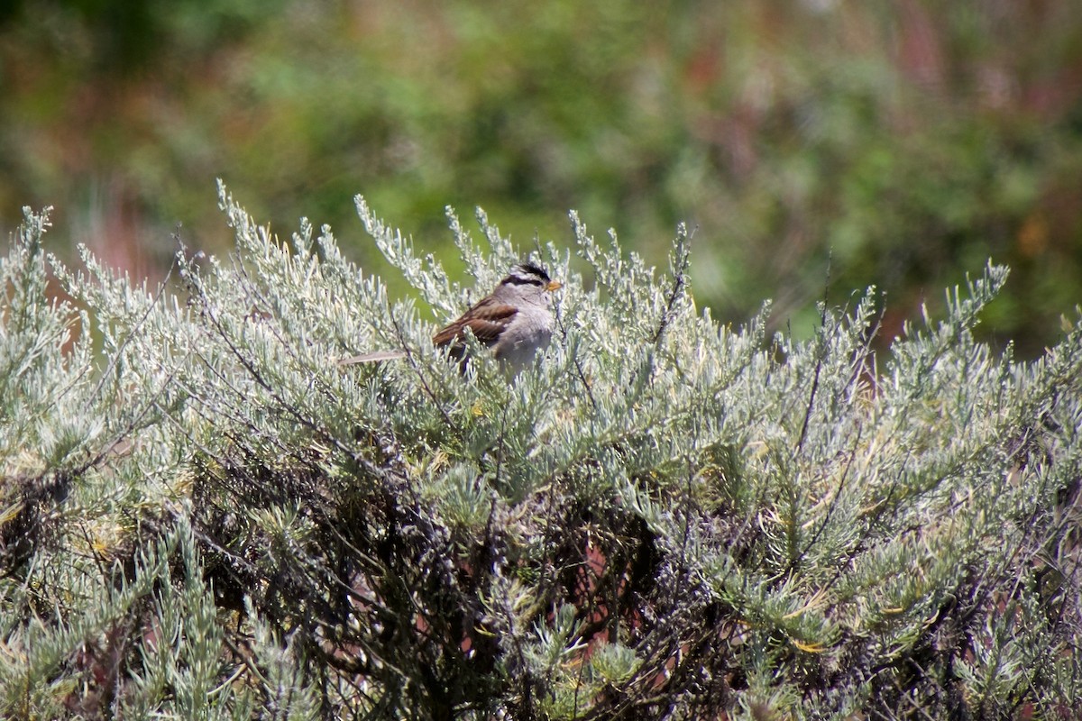 White-crowned Sparrow (nuttalli) - ML620437200