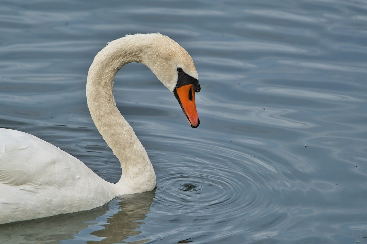 Mute Swan - ML620437201