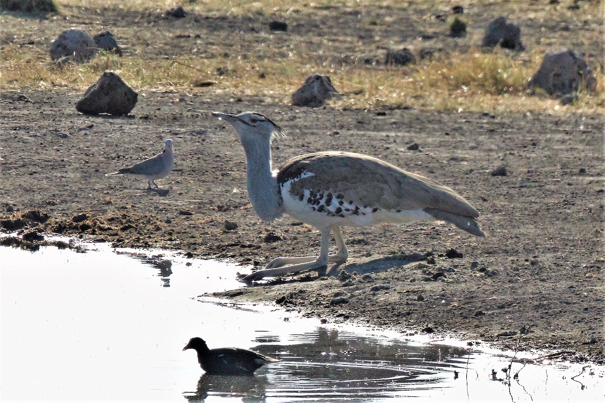 Kori Bustard - ML620437203