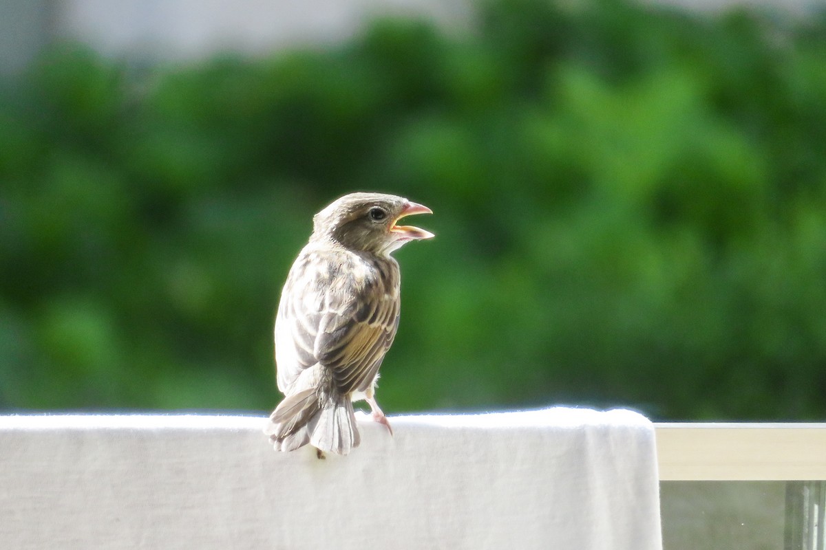 House Sparrow - ML620437205