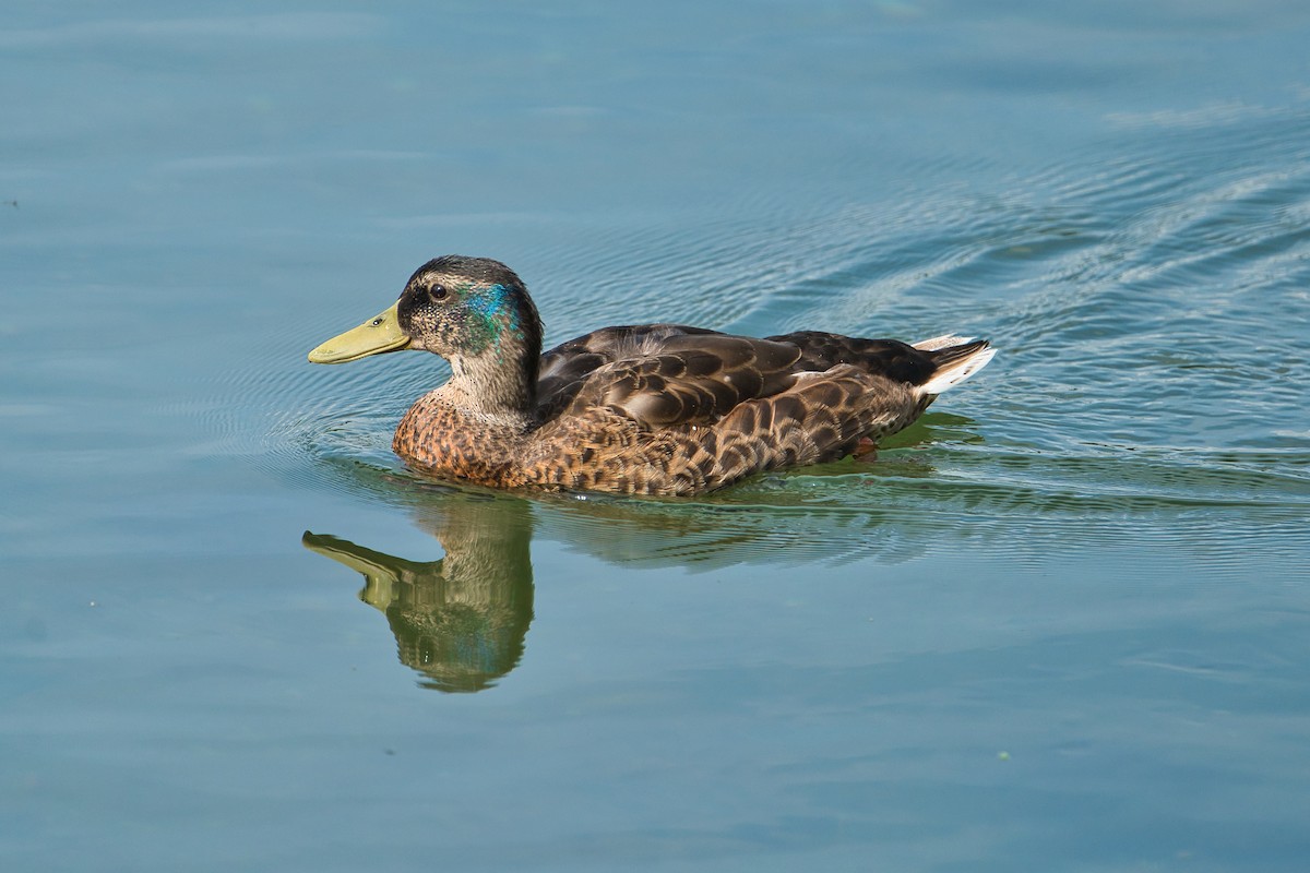 Mallard - Nicola Marchioli