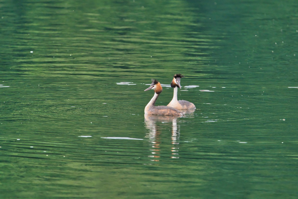 Great Crested Grebe - ML620437211