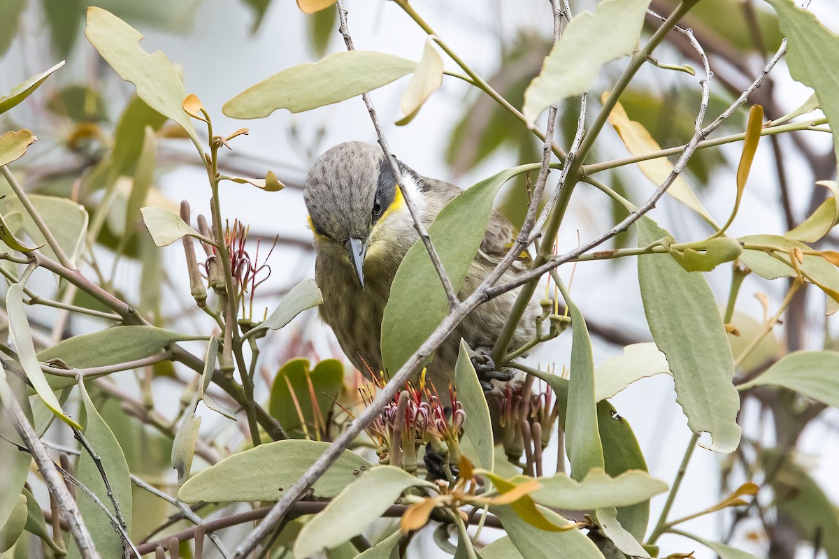 Singing Honeyeater - ML620437214