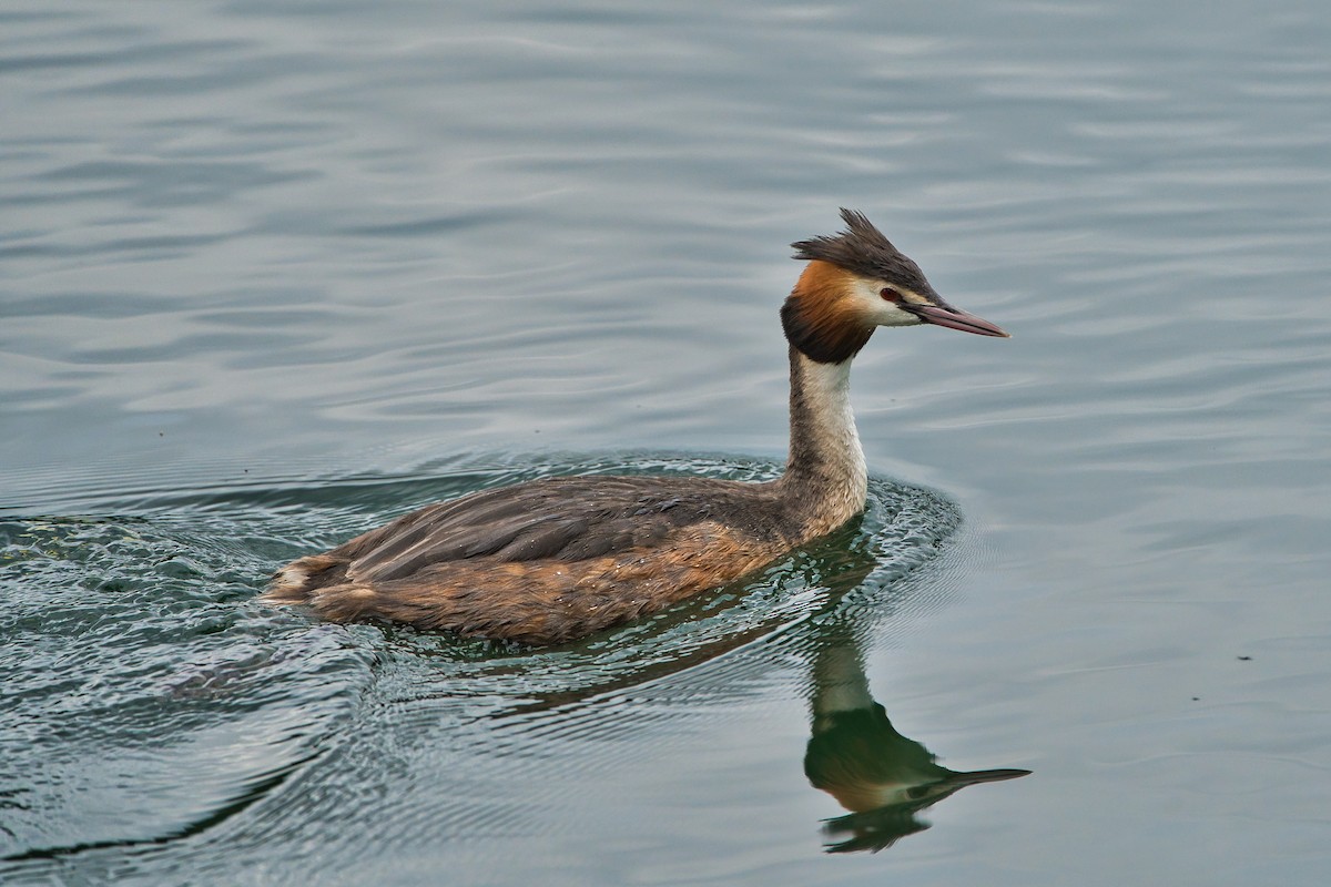Great Crested Grebe - ML620437215