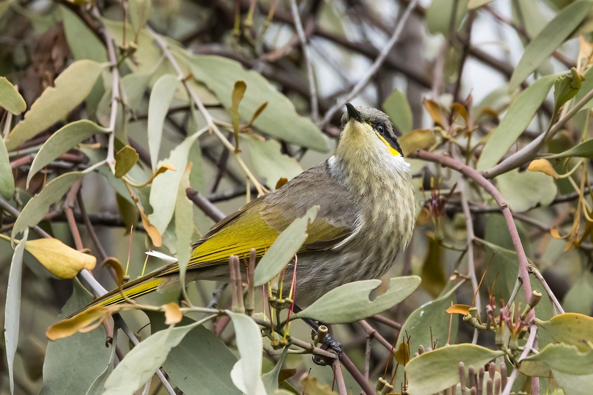 Singing Honeyeater - ML620437216