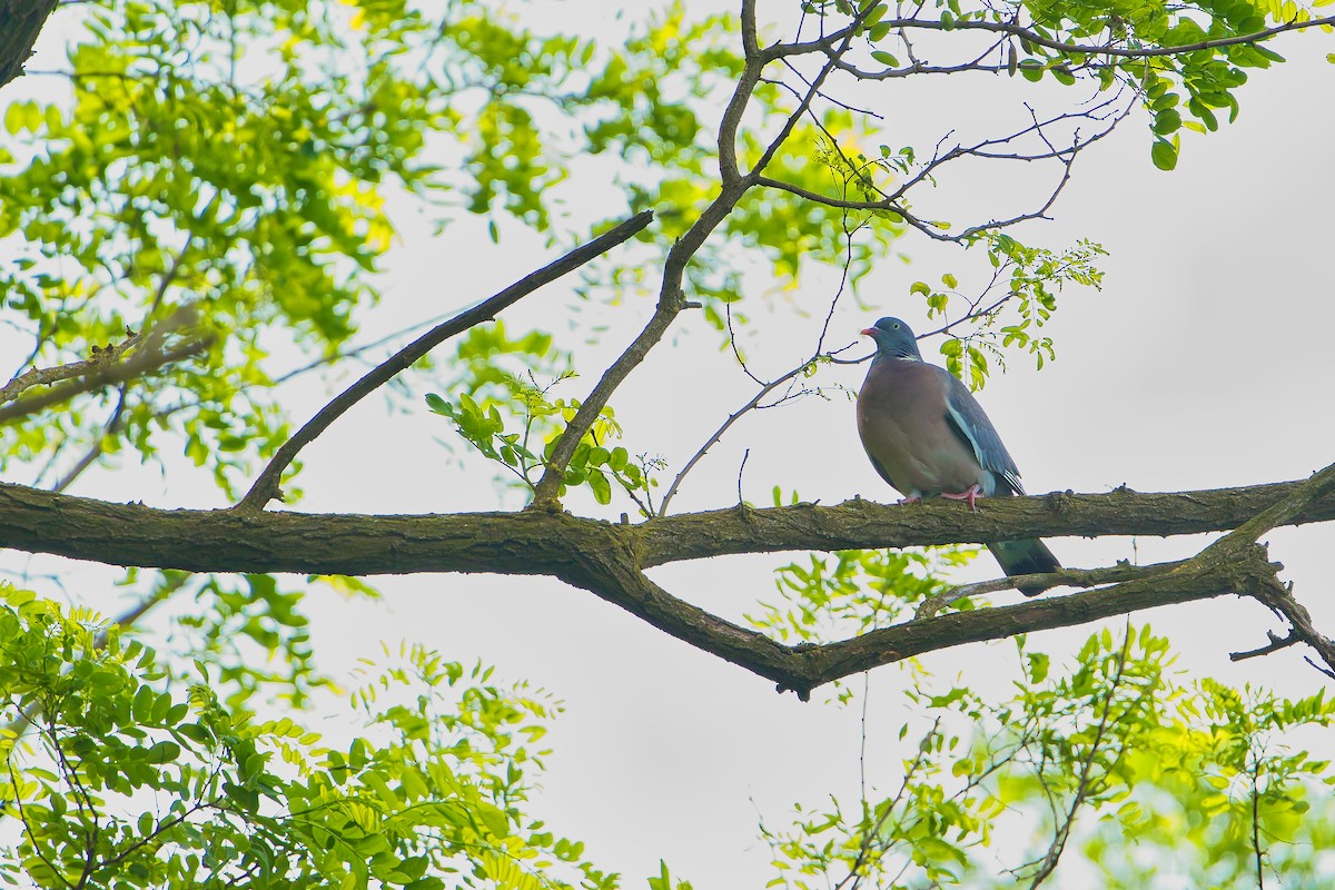 Common Wood-Pigeon - ML620437217