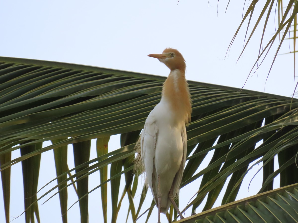 Eastern Cattle Egret - ML620437218