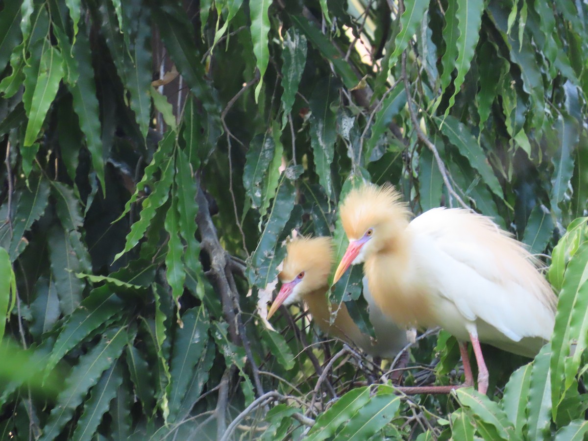 Eastern Cattle Egret - ML620437222