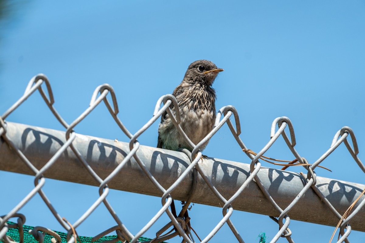 Western Bluebird - ML620437228