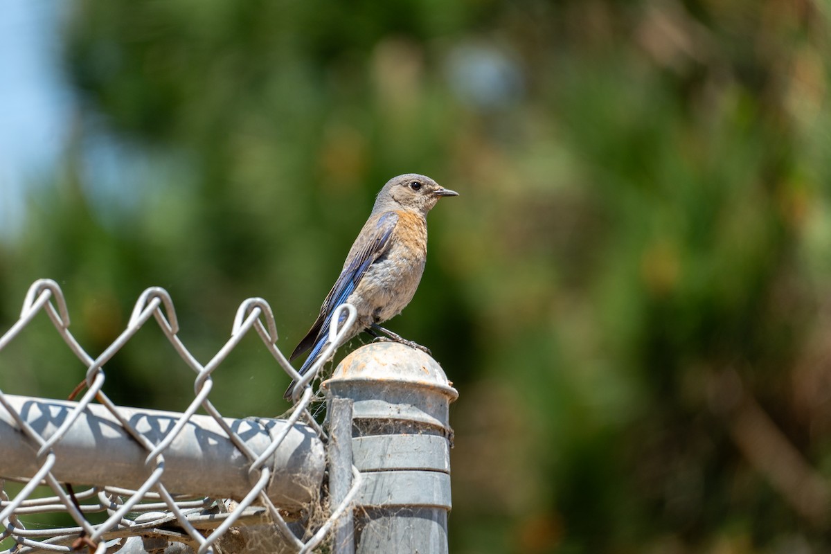 Western Bluebird - ML620437229