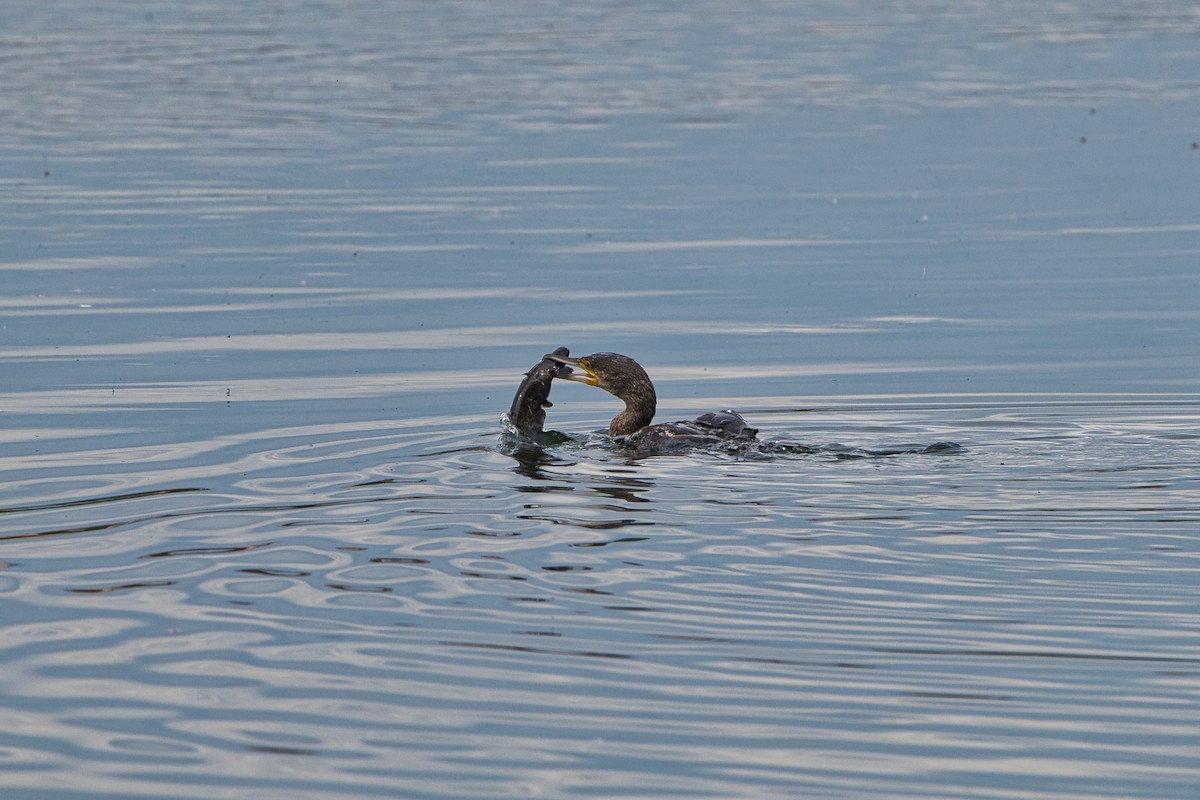 Great Cormorant - ML620437237