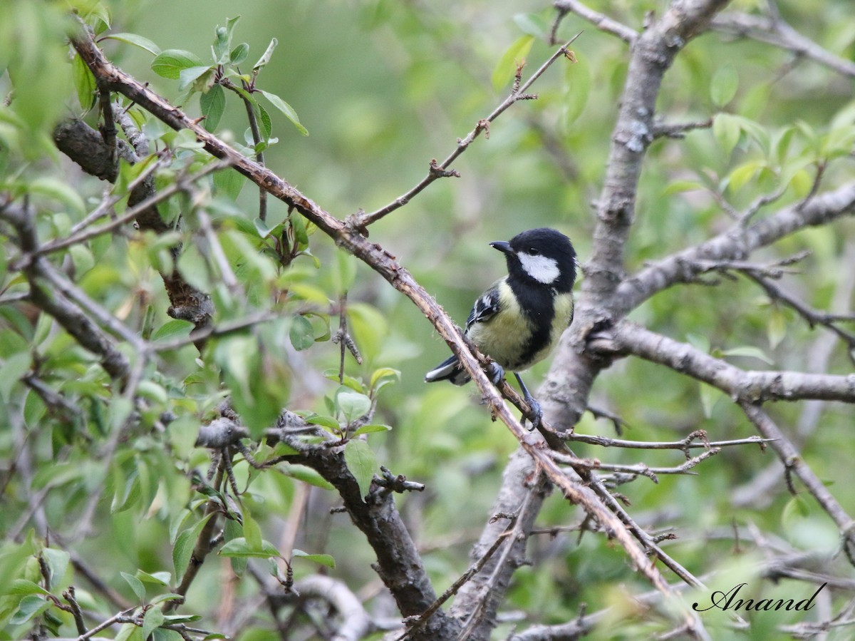 Green-backed Tit - ML620437239