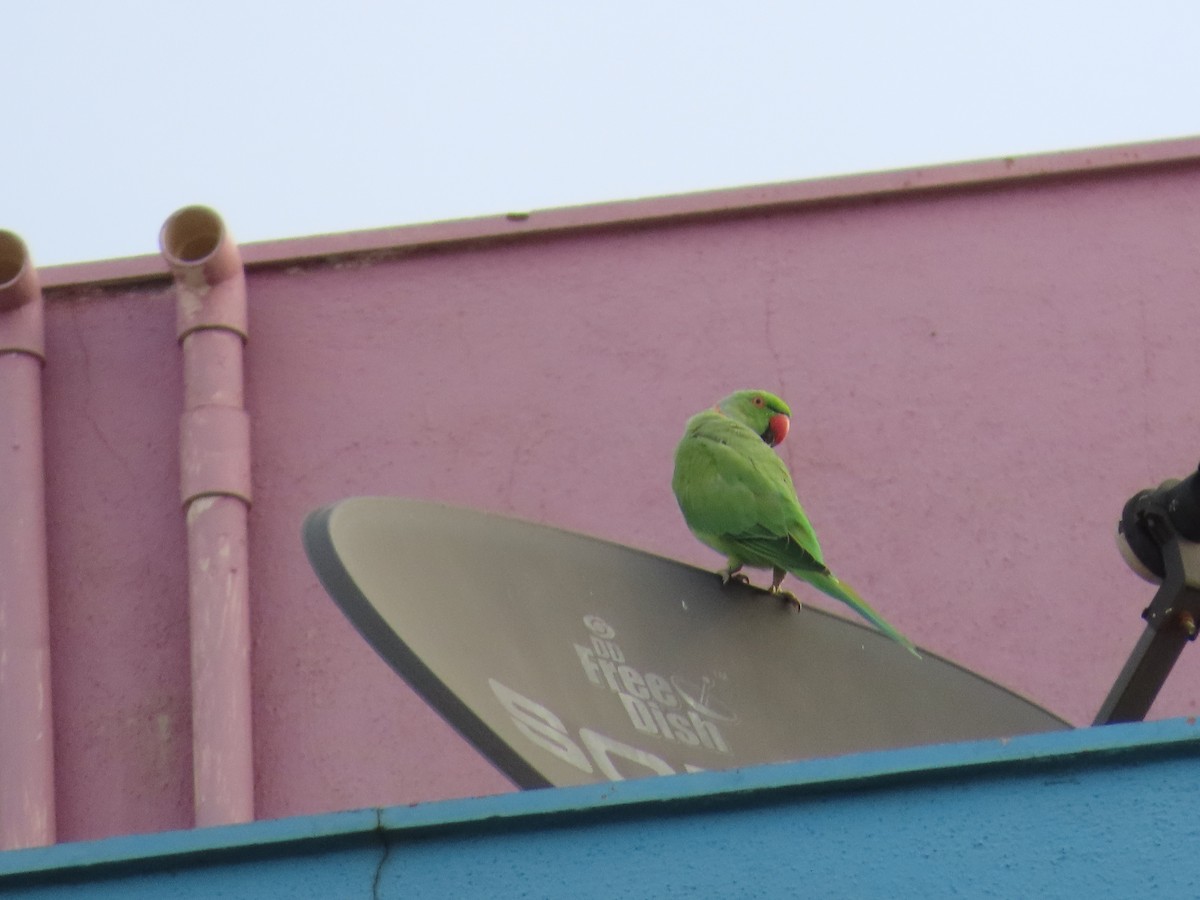 Rose-ringed Parakeet - ML620437243