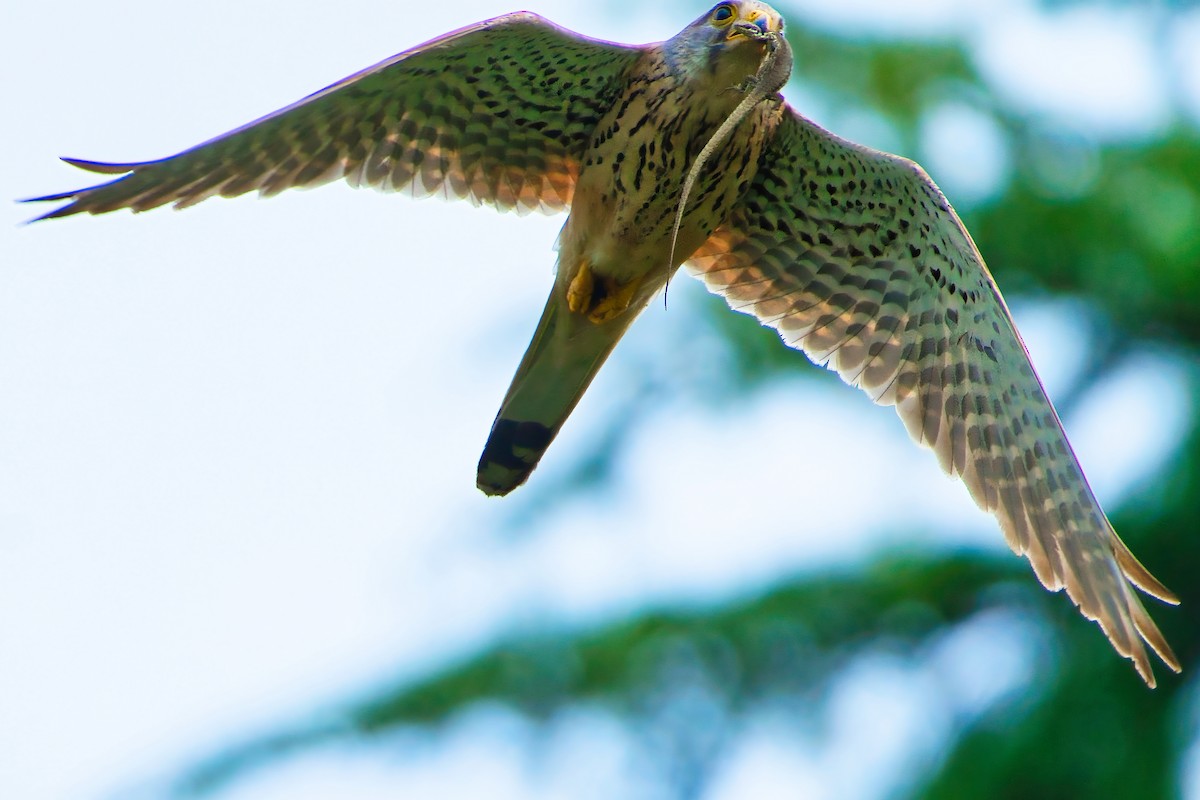 Eurasian Kestrel - ML620437248