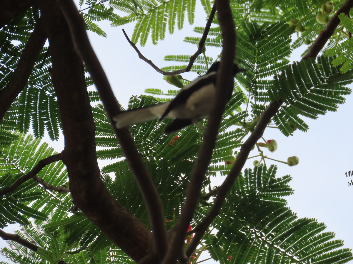 Oriental Magpie-Robin - ML620437250