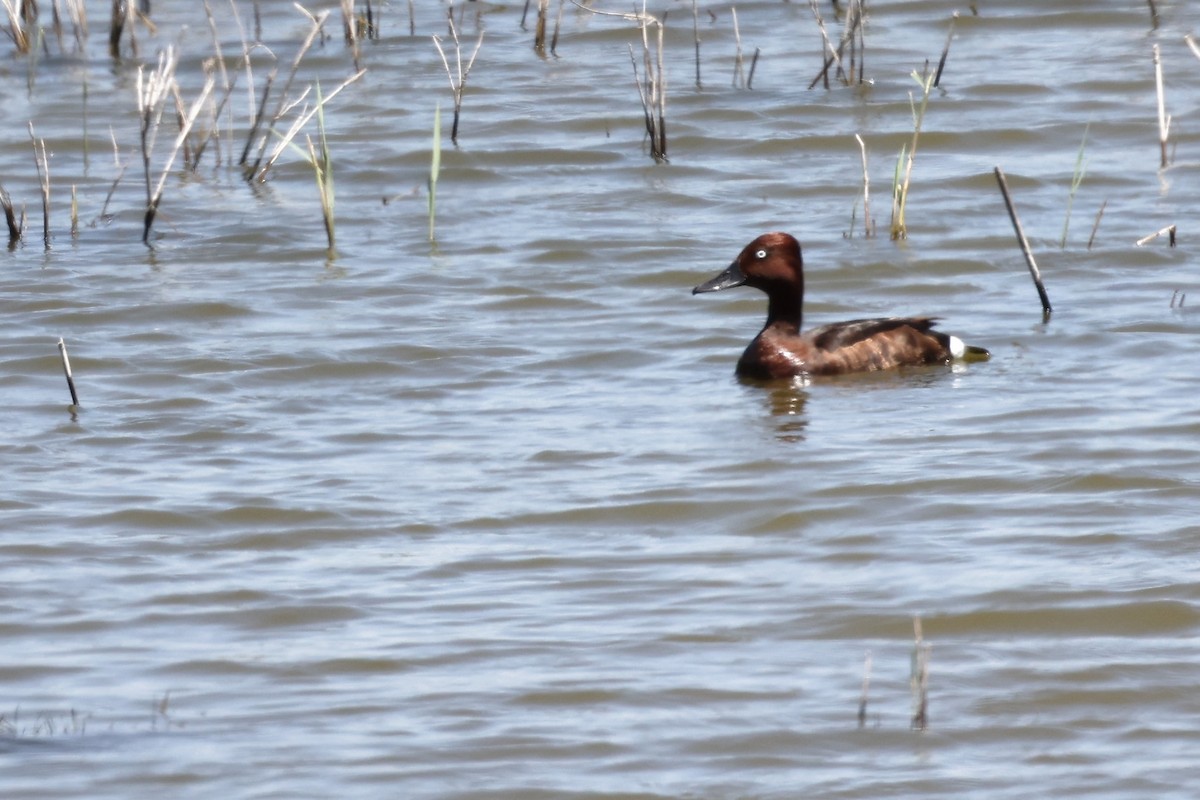 Ferruginous Duck - ML620437264