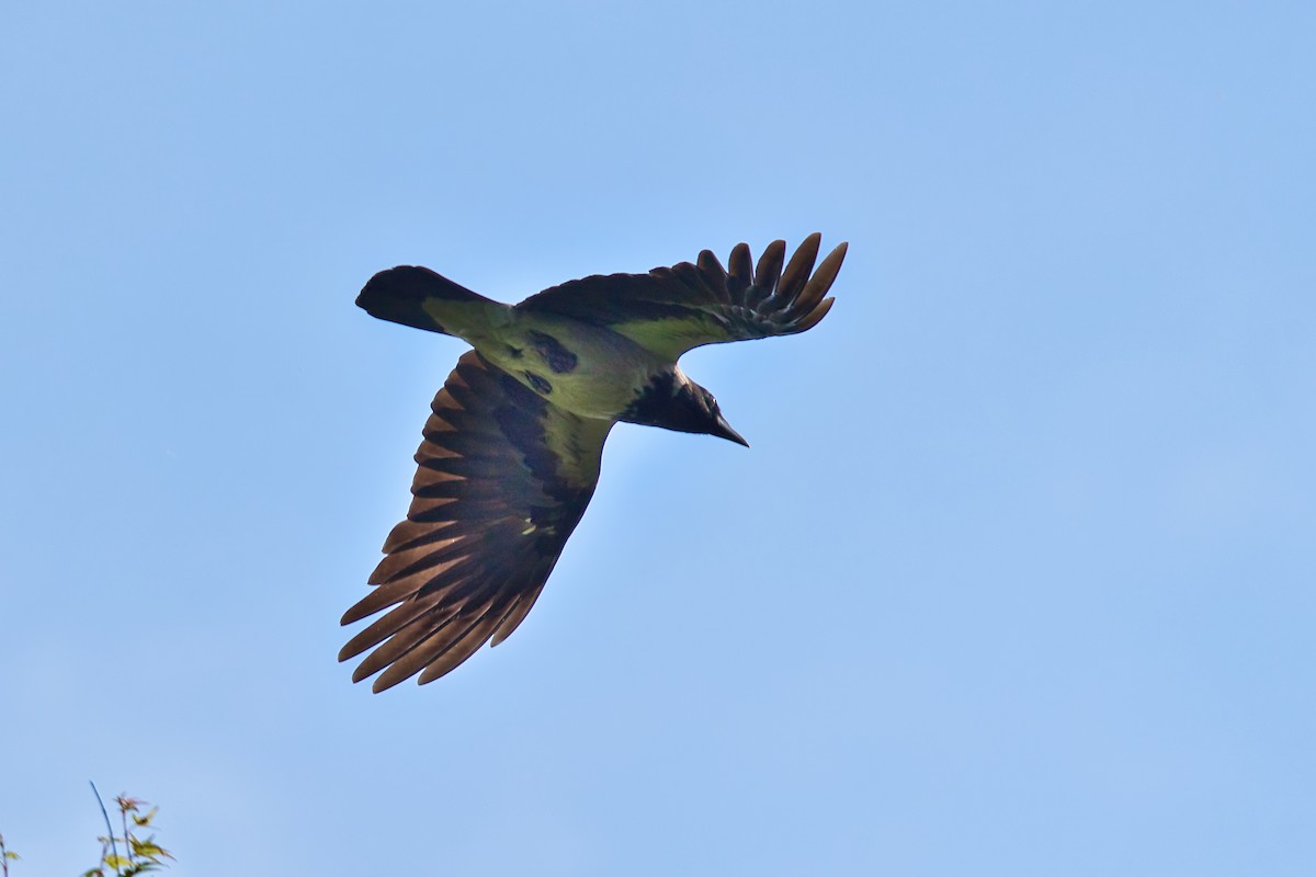 Hooded Crow - ML620437266