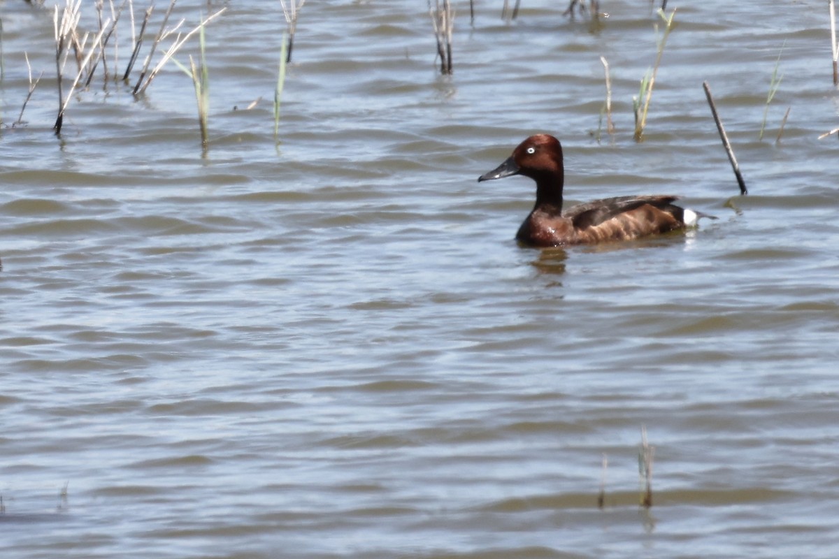 Ferruginous Duck - ML620437267