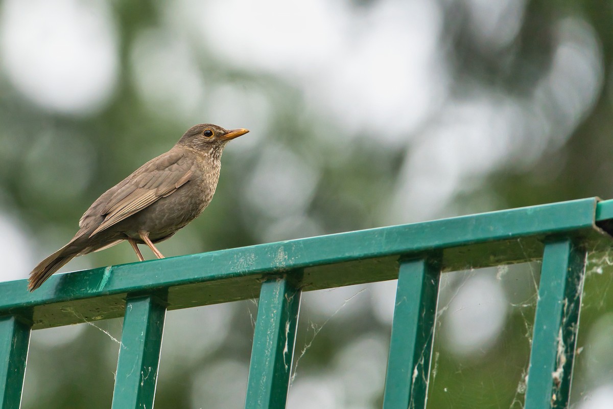 Eurasian Blackbird - ML620437270