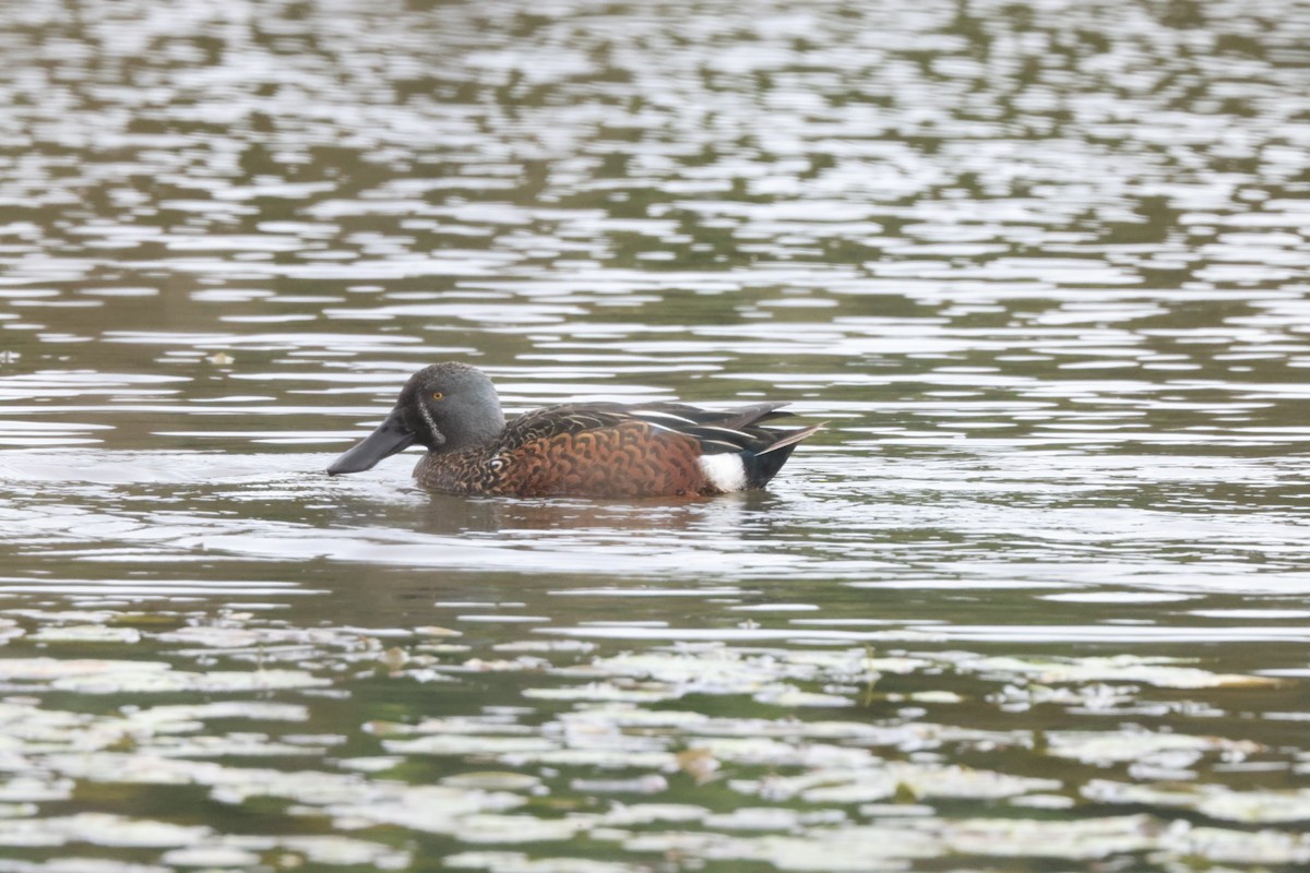 Australasian Shoveler - ML620437274