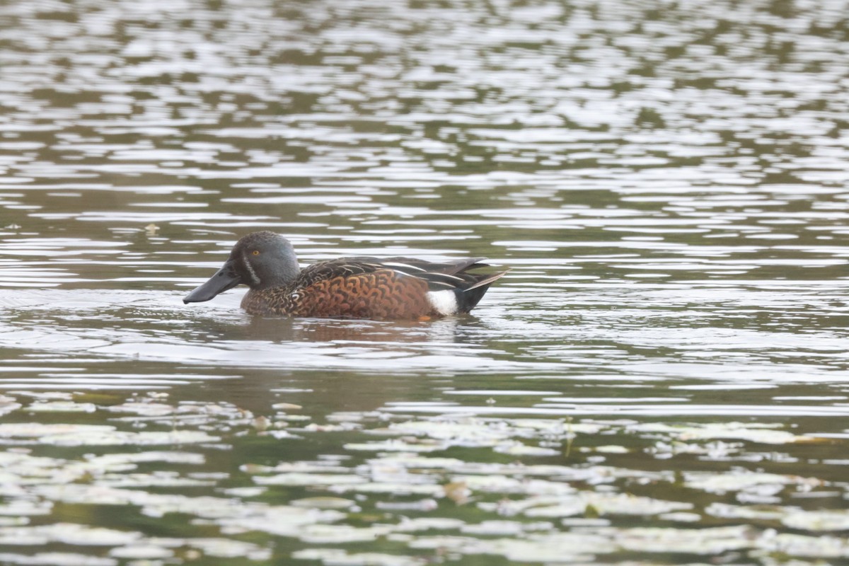 Australasian Shoveler - ML620437277