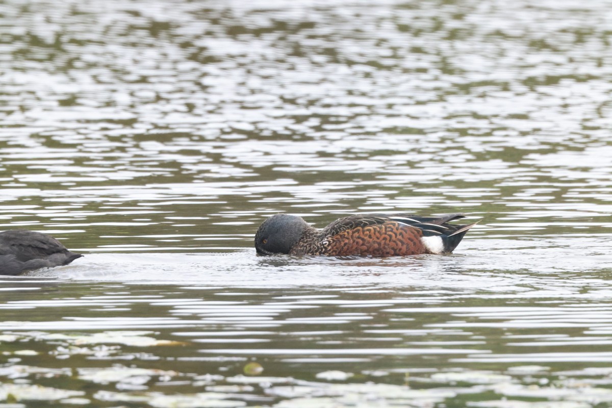 Australasian Shoveler - ML620437281