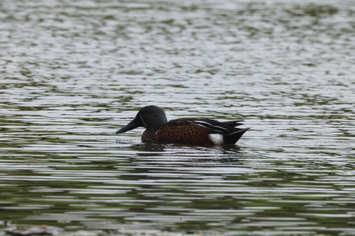 Australasian Shoveler - ML620437284