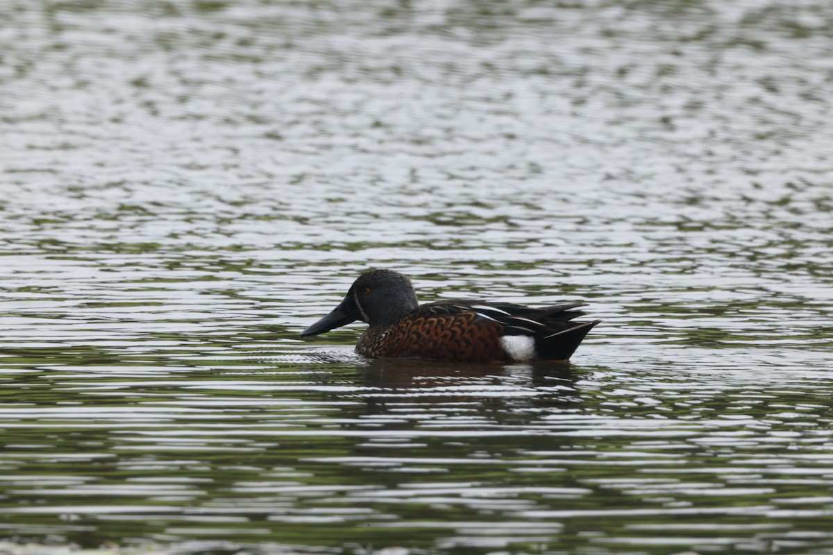 Australasian Shoveler - ML620437285