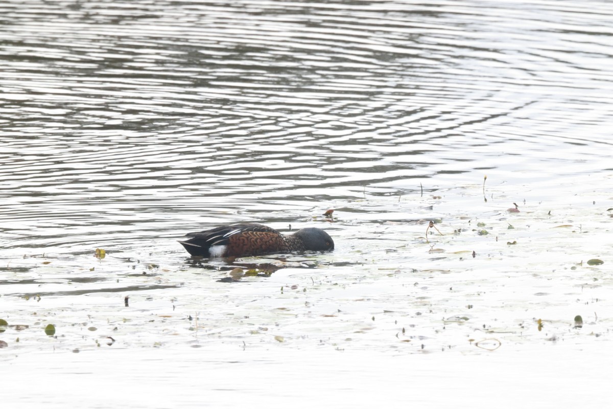 Australasian Shoveler - ML620437287