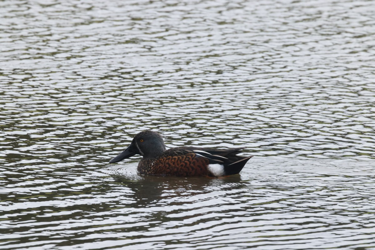 Australasian Shoveler - ML620437289