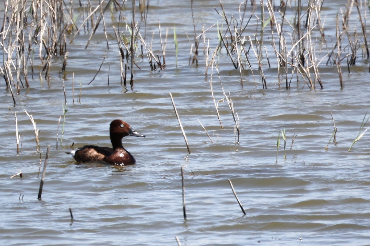 Ferruginous Duck - ML620437300