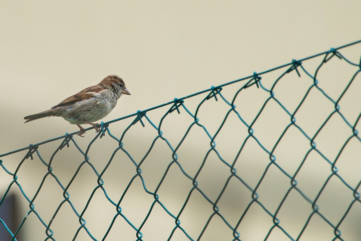 Italian Sparrow - ML620437301