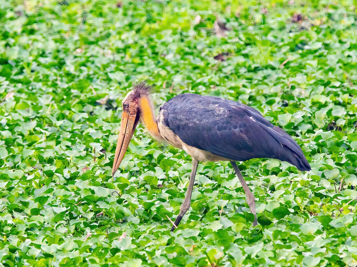 Lesser Adjutant - ML620437311