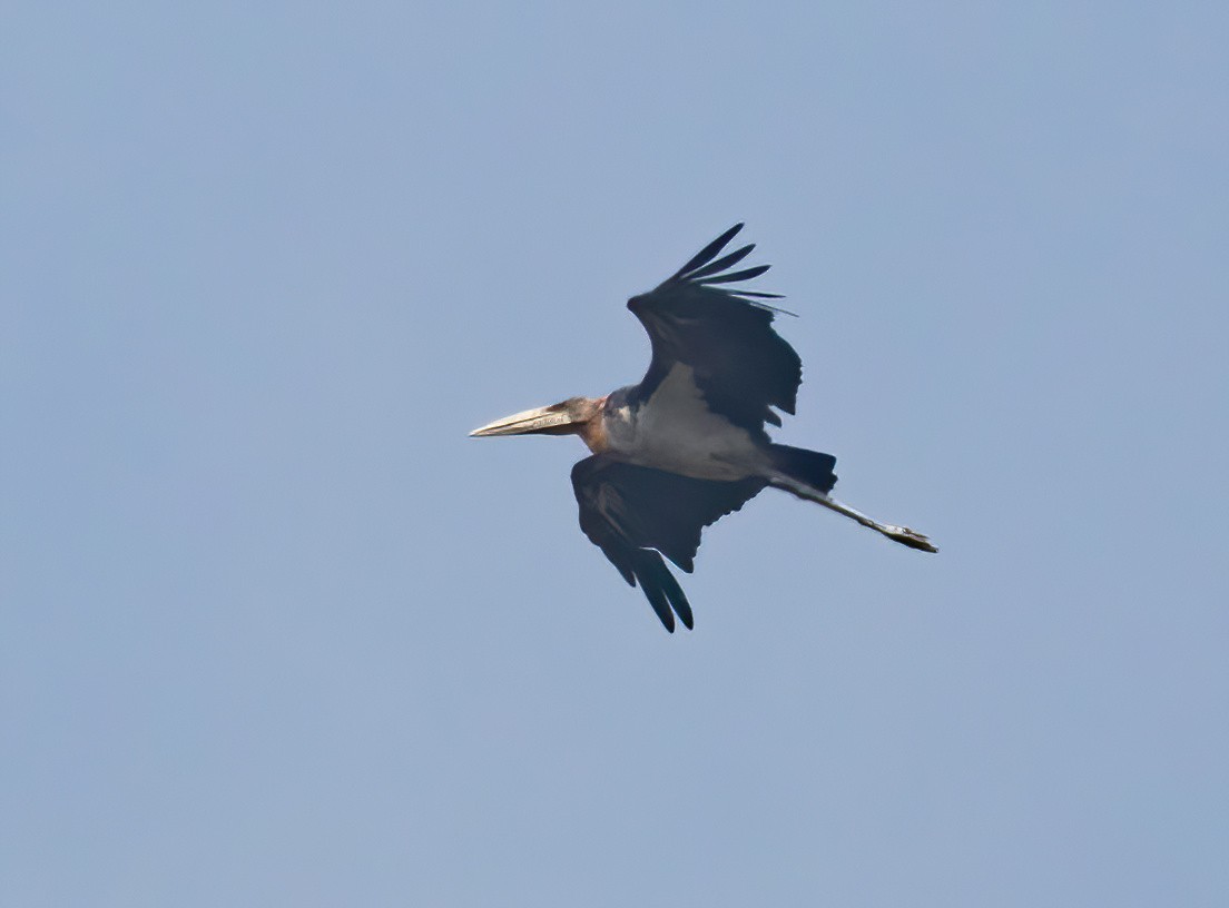 Lesser Adjutant - ML620437312