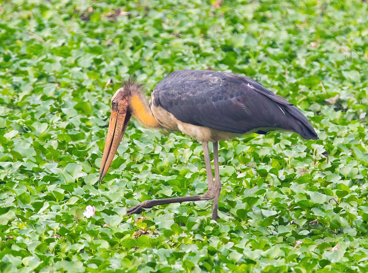 Lesser Adjutant - ML620437313