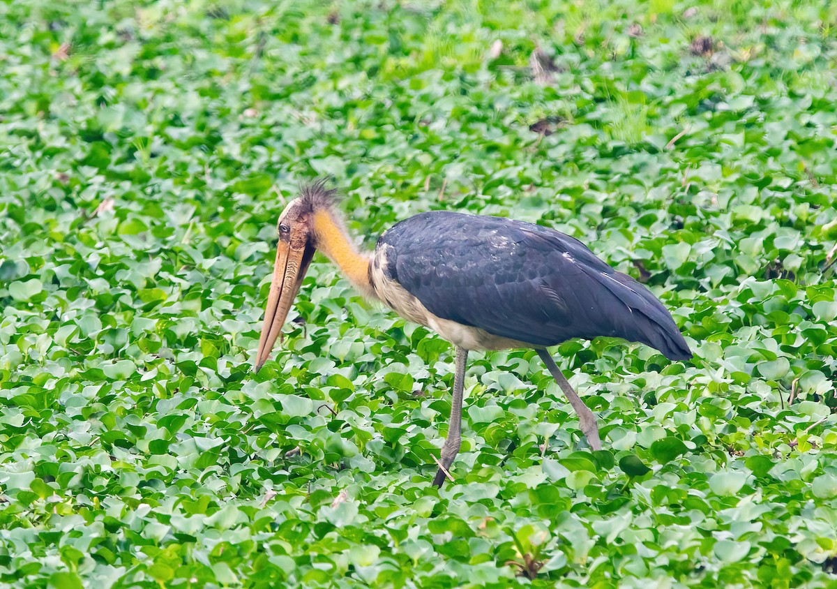 Lesser Adjutant - ML620437315