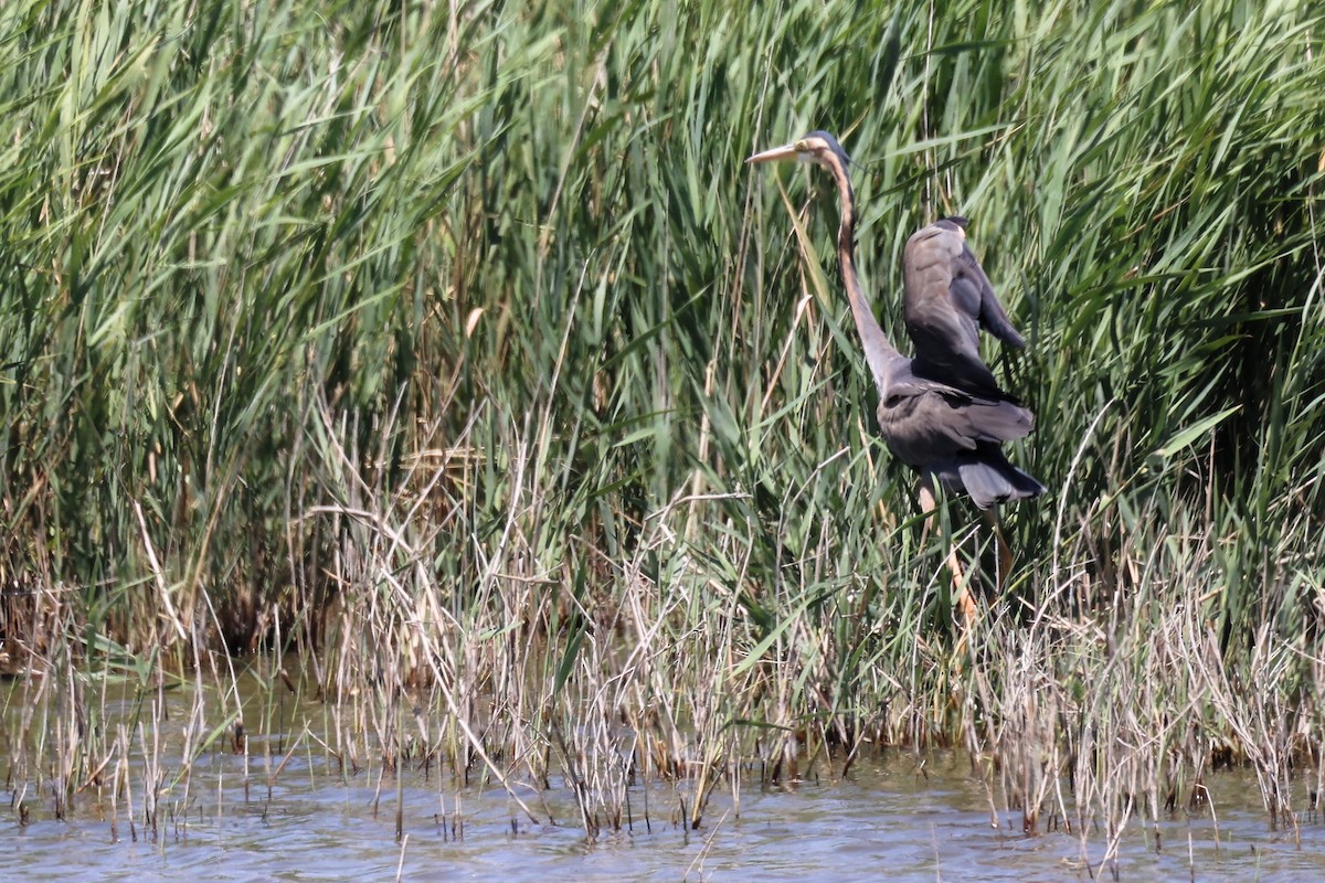 Purple Heron - ML620437316