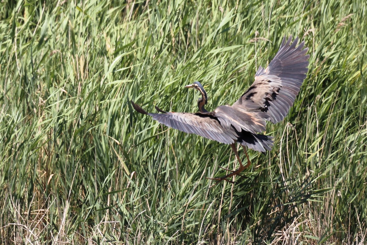 Purple Heron - ML620437317