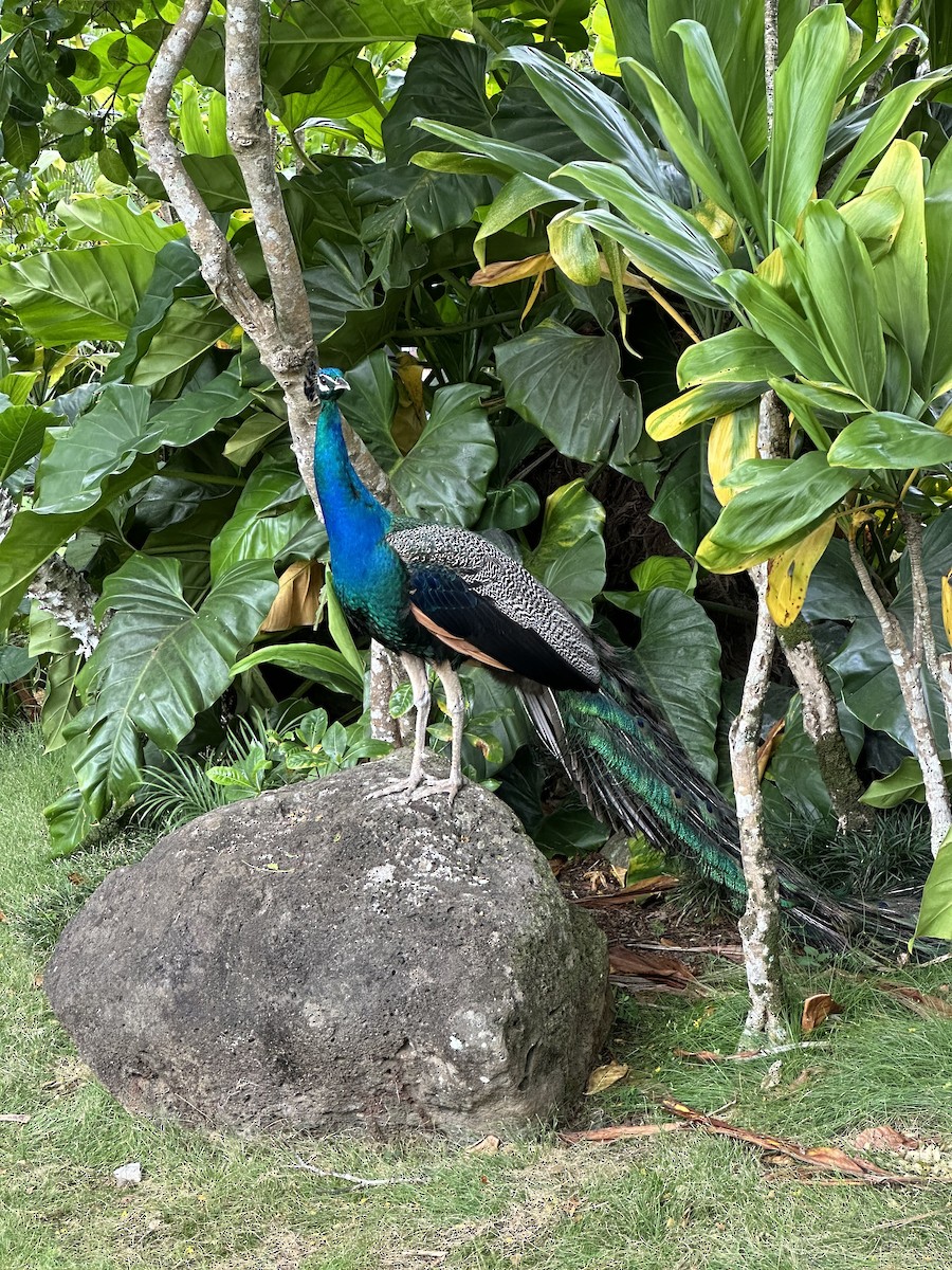 Indian Peafowl (Domestic type) - ML620437320