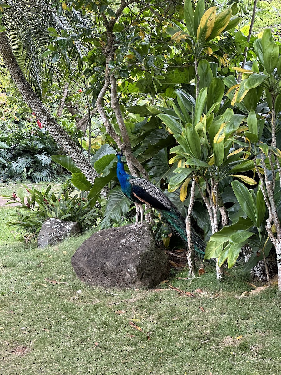 Indian Peafowl (Domestic type) - ML620437321