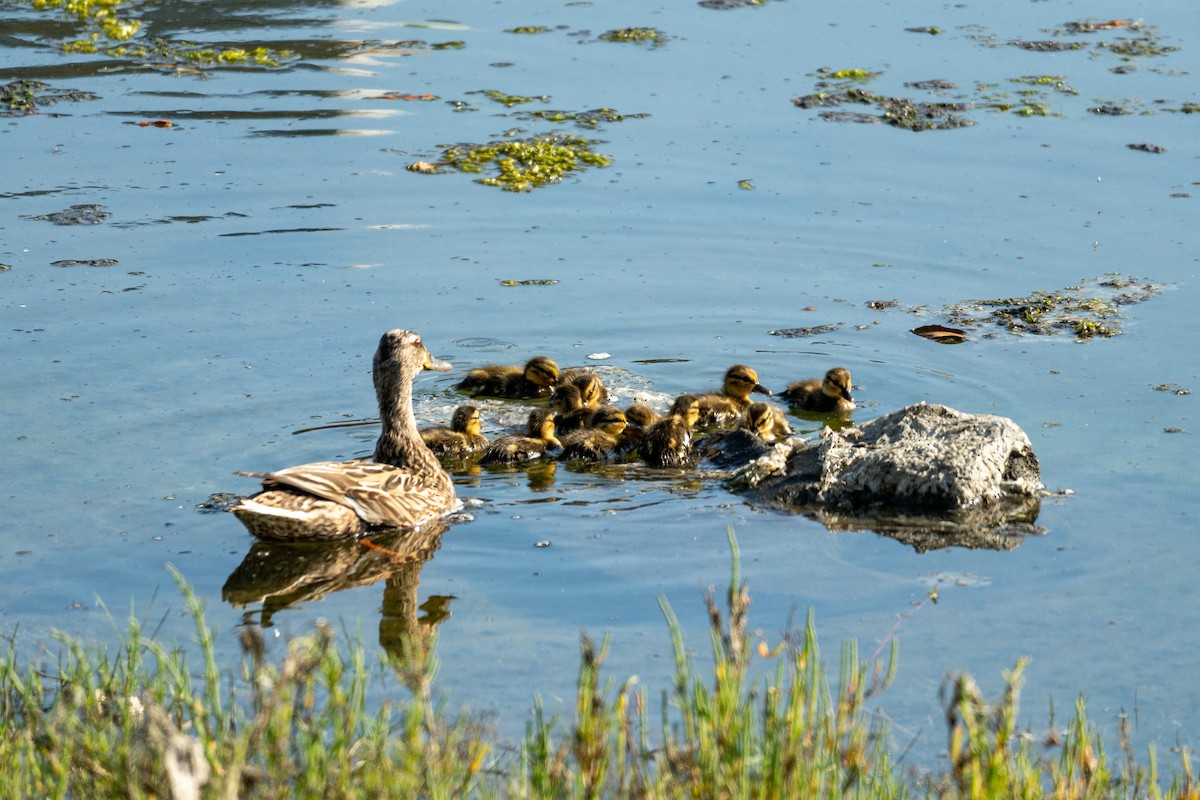 Canard colvert - ML620437323