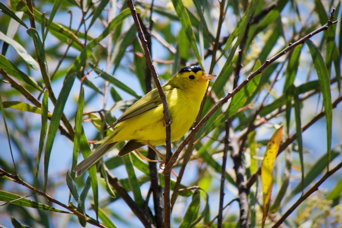 Wilson's Warbler - ML620437324