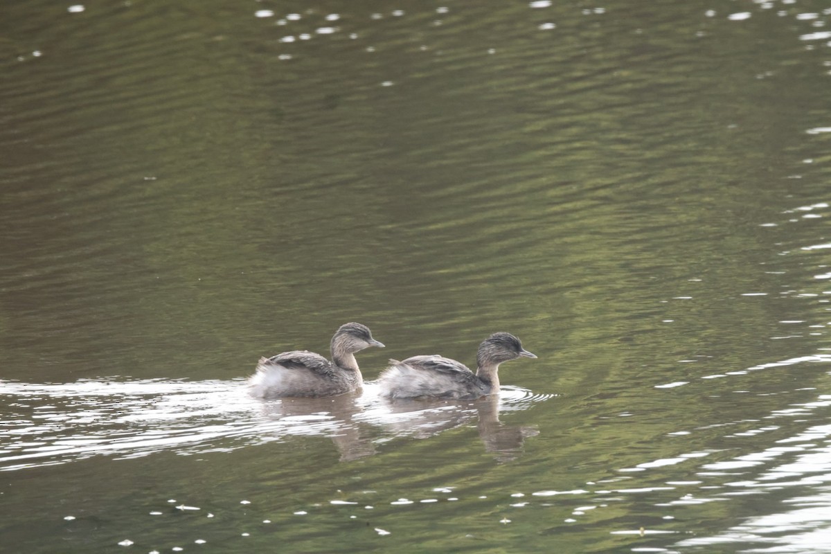 Hoary-headed Grebe - ML620437328