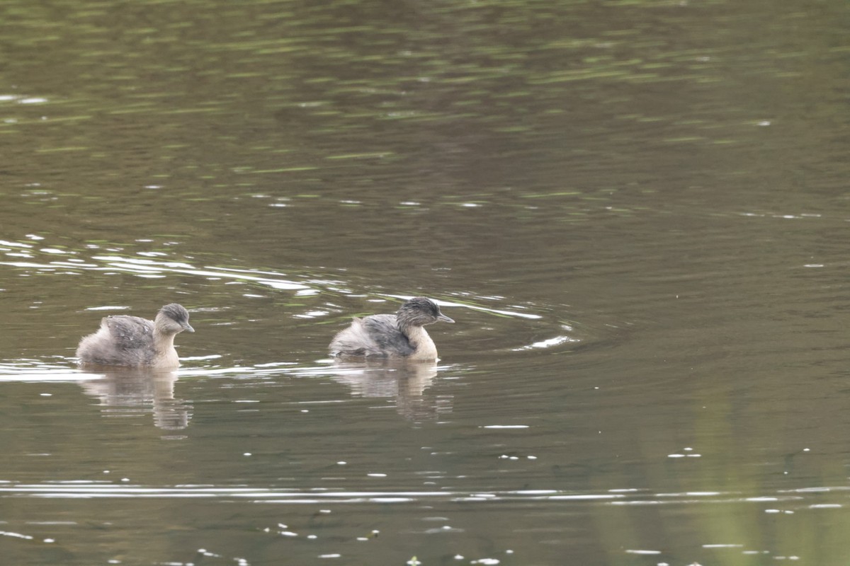 Hoary-headed Grebe - ML620437329