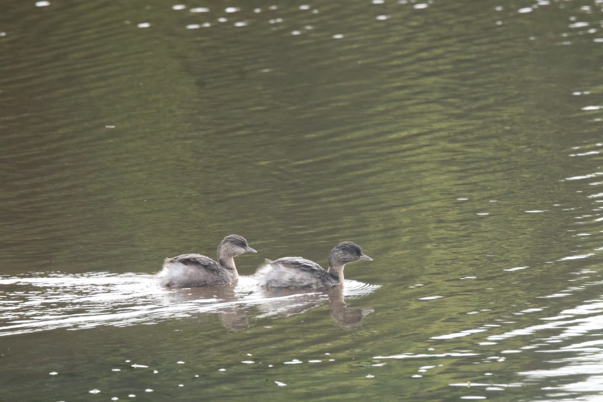 Hoary-headed Grebe - ML620437330